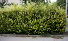 Ligustrum ovalifolium