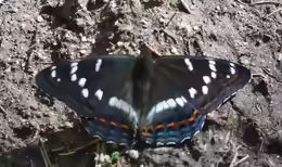 Limenitis populi