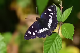Limenitis reducta