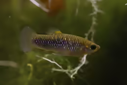 Limia sulphurophila