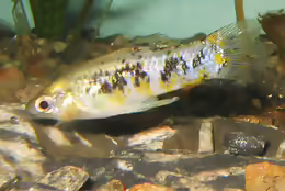 Limia vittata