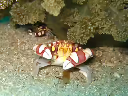 Lissocarcinus laevis