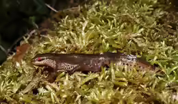 Lissotriton helveticus