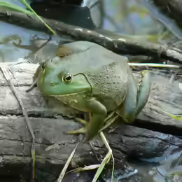 Lithobates catesbeianus