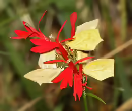 Lobelia splendens