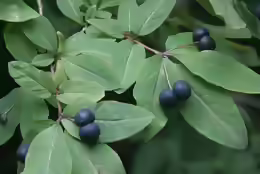 Lonicera nigra