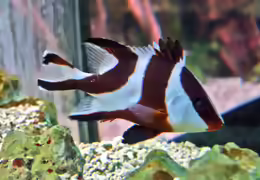 Lutjanus sebae