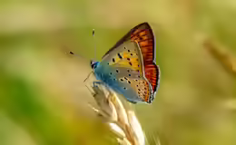 Lycaena alciphron
