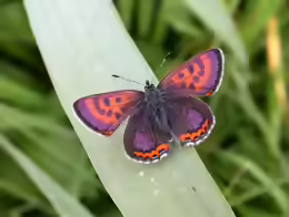 Lycaena helle