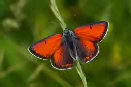 Lycaena hippothoe