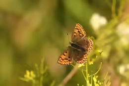 Lycaena tityrus