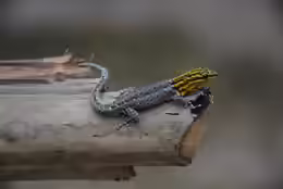 Lygodactylus picturatus