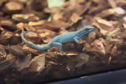 Lygodactylus williamsi