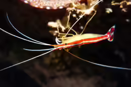 Lysmata amboinensis