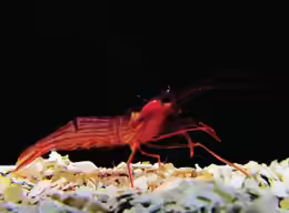 Lysmata ankeri