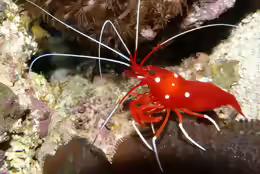 Lysmata debelius