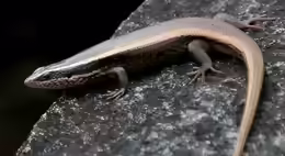 Mabuya macularia