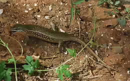 Mabuya perrotetii