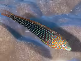 Macropharyngodon ornatus