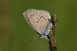 Maculinea alcon