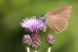 Maculinea nausithous