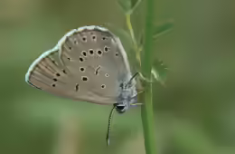 Maculinea teleius