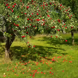 Malus domestica