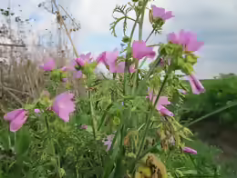 Malva moschata
