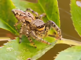Marpissa muscosa