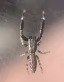 Marpissa nivoyi