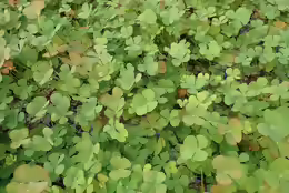 Marsilea quadrifolia