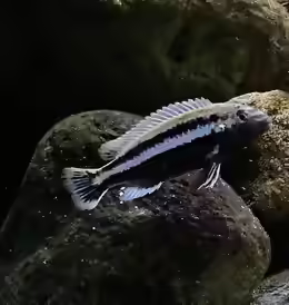 Melanochromis auratus