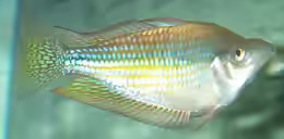 Melanotaenia fluviatilis