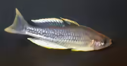 Melanotaenia pygmaea