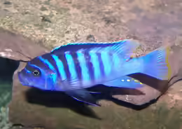 Maylandia zebra