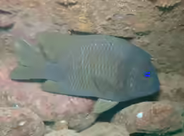 Microspathodon bairdii