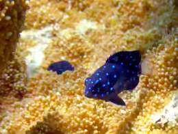Microspathodon chrysurus