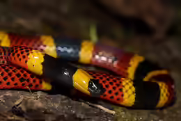 Micrurus mosquitensis