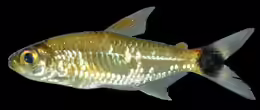 Moenkhausia ceros