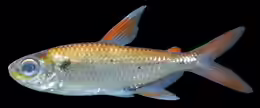 Moenkhausia copei