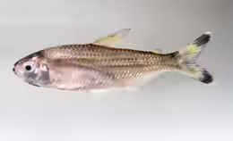 Moenkhausia dichroura