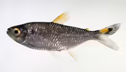 Moenkhausia lepidura