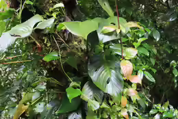 Monstera adansonii