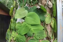 Monstera dubia