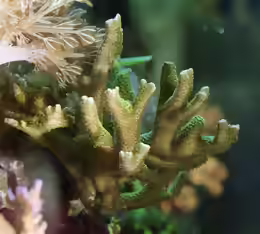 Montipora digitata