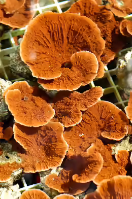 Montipora florida