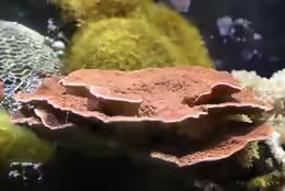 Montipora hodgsoni