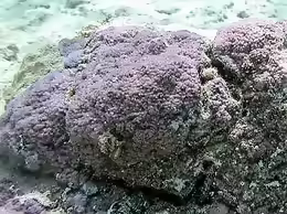 Montipora nodosa