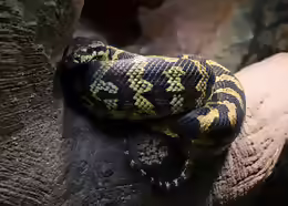 Morelia spilota