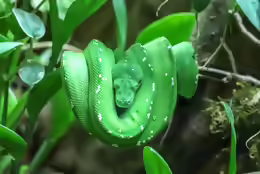 Morelia viridis